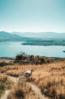 Moutons en travers du chemin surplombant Wanaka, Nouvelle-Zélande