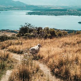 Schaap over het pad met uitzicht op Wanaka, Nieuw-Zeeland van Rianne van Baarsen