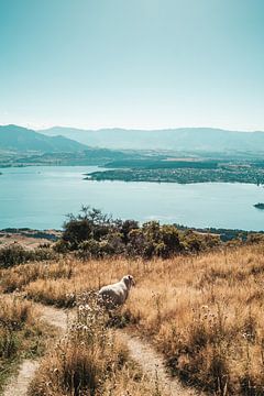 Schaap over het pad met uitzicht op Wanaka, Nieuw-Zeeland van Rianne van Baarsen