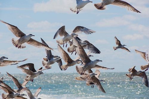 Meeuwen aan zee .