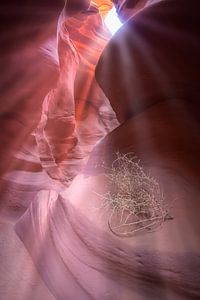 ANTELOPE CANYON & Zonnestralen  van Melanie Viola