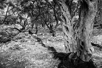 Parga olive grove in black & white van Peter van Eekelen