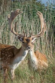Bokken (damhert) von Yvonne van der Meij