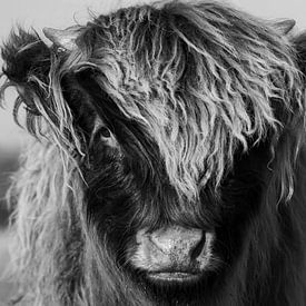 Eines junges Schottischer Hochland kalb (schwarz und weiß) von Latifa - Natuurfotografie