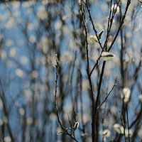 Lente
