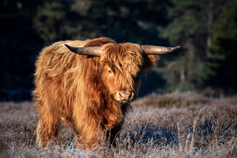 Schottischer Highlander auf Deelerveld von Ron de Smit