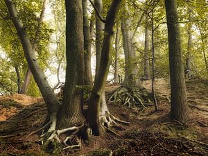 Rooted In The Past