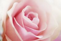 the rose