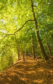 Sunrise in the forest (Groningen- Netherlands) by Marcel Kerdijk