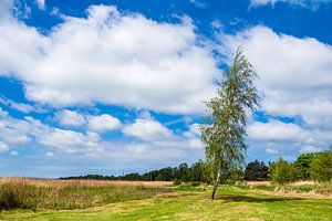 Tree and clouds on a lake in Wieck, Germany van Rico Ködder