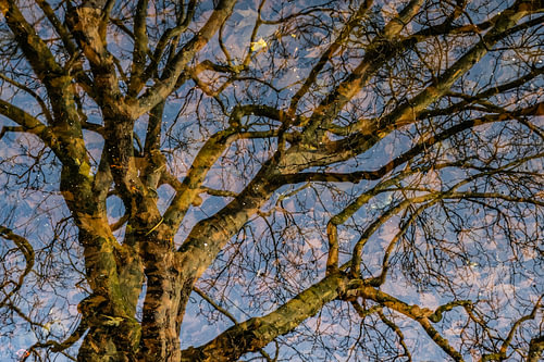 Un arbre dans l'eau