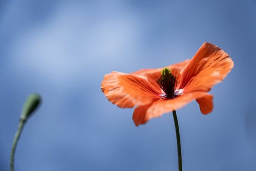 coquelicot