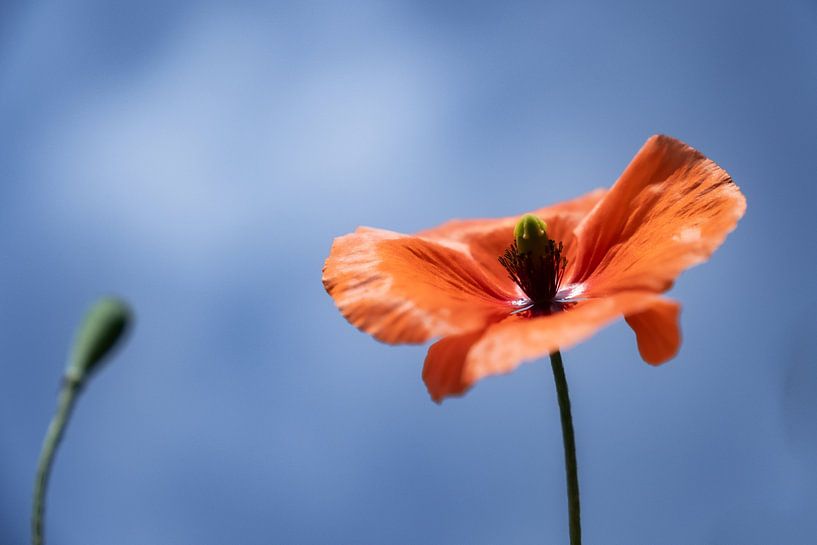 Mohn von Josine Claasen