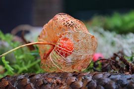 Neapolitan lantern on pine cone that has finished flowering by Chantha