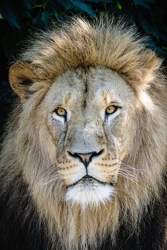De kop van de leeuw met manen