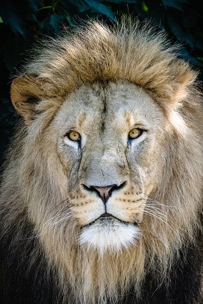 Lion's head with mane by Steven World Traveller