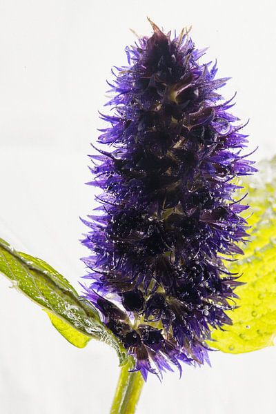 Agastache in Eis 1 von Marc Heiligenstein