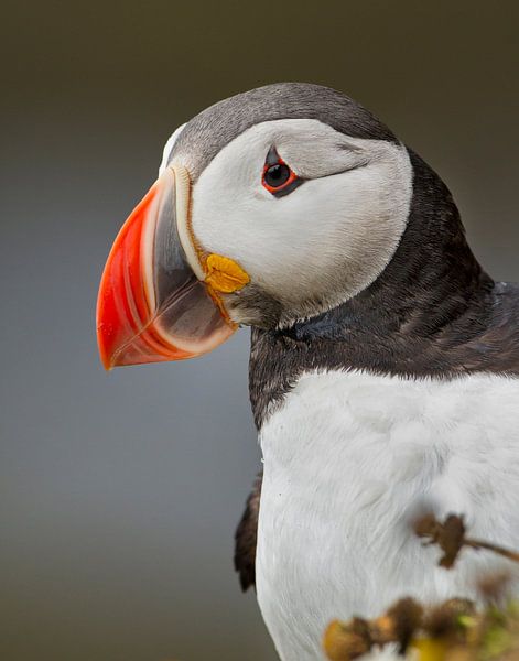 Portret van een papegaaiduiker van Menno Schaefer