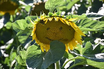 A sunflower in the garden by Claude Laprise