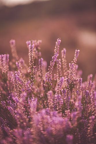 Heideplantje in bloei close-up van Inge Smulders