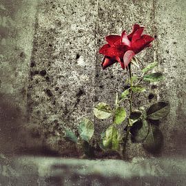 Concreterose by Michael Detter