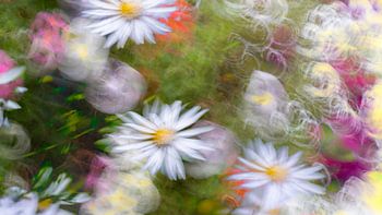 Eine traumhafte Blumenpracht.