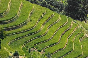Sa Pa Region mit vielen Reisfeldern, Vietnam