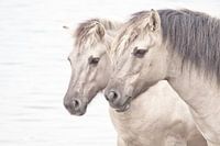 Paardenhoofdstel
