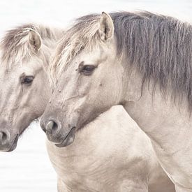 Paardenhoofdstel by Dick Vermeij