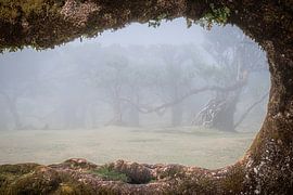 Foggy forest framed by a branch by Erwin Pilon