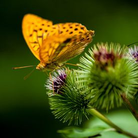 Pearl butterfly on a thistle by Patrick Schwarzbach