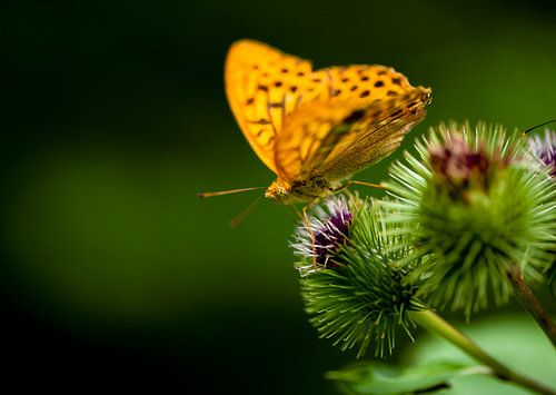 Pearl-bordered moth on a thistle