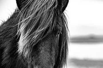 IJslands paard. van Ron van der Stappen