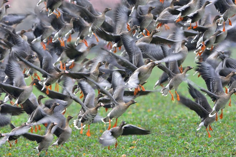 Blässgänse und Saatgänse von Karin Jähne