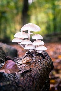 Porzellan-Pilz (Oudemansiella mucida)