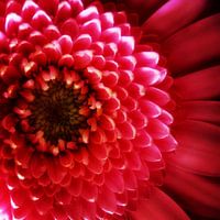 Vel roze Gerbera