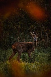Twenter Rehbock im Herbst von Holly Klein Oonk