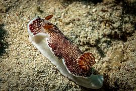 Limaces de mer, L'île de Mabul, la Malaisie sur Travel Tips and Stories