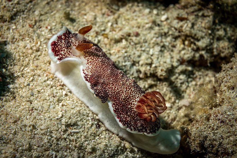 Limaces de mer, L'île de Mabul, la Malaisie par Travel Tips and Stories
