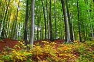 Herbstwald van Ostsee Bilder thumbnail