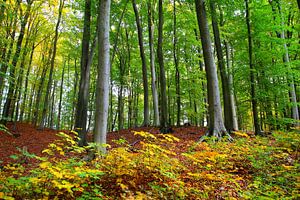 Herbstwald