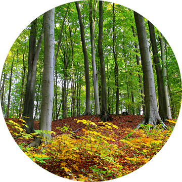 Herbstwald van Ostsee Bilder