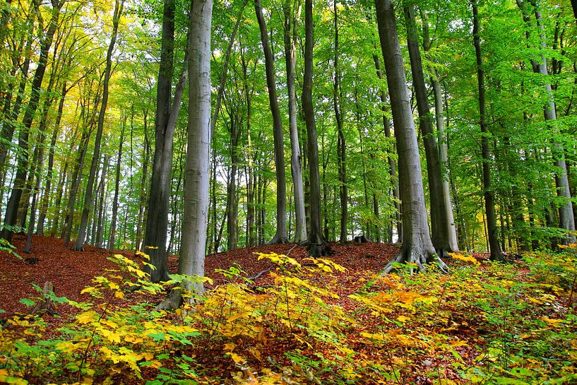 Herbstwald van Ostsee Bilder