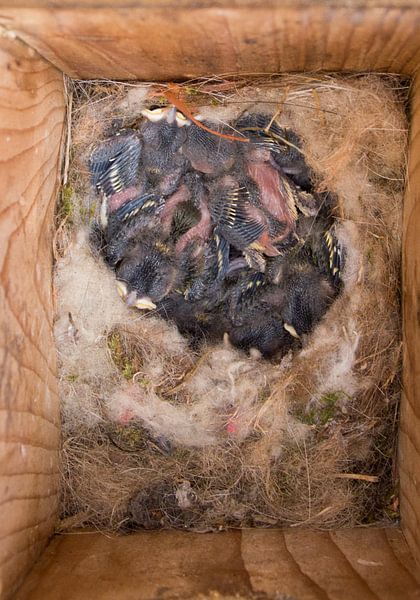 In Het Vogel Kastje van Ellen Voorn
