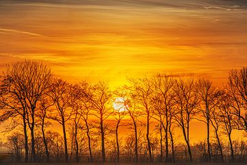 Zonsondergang achter een bomenrij in Noord Friesland