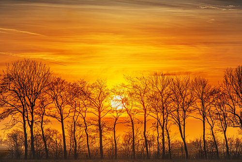 Sunset behind a row of trees in northern Friesland