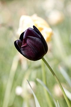Dunkelschwarze lila Tulpe mit unscharfem Hintergrund von W J Kok