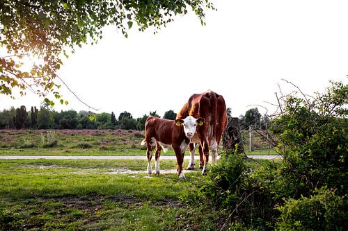Hereford cows - mother and calf