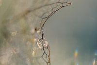 play of light and ice