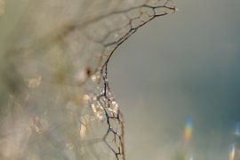 play of light and ice by Nadia Feys